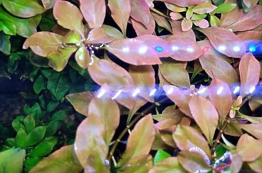 Ludwigia czerwona roślina akwariowa., Lubelskie, Lublin
