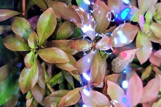 Ludwigia czerwona roślina akwariowa., Lubelskie, Lublin