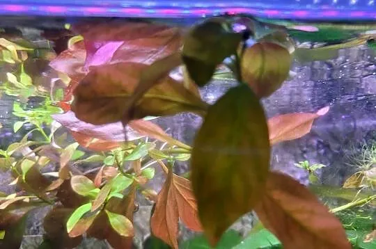 Ludwigia czerwona roślina akwariowa., Lubelskie, Lublin
