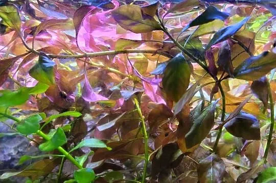 Ludwigia czerwona roślina akwariowa., Lubelskie, Lublin