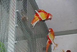Papugi Rozelle , Kluczbork