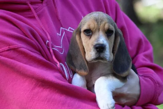 Beagle - szczeniaczki Związku Kynologicznego w Polsce  po Championie Polski, , ALEKSANDRIA  PIERWSZA  KONOPISka