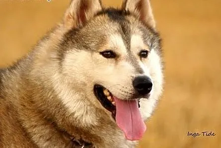 Belfer - przyjacielski husky czeka na adopcję,  kujawsko-pomorskie Toruń