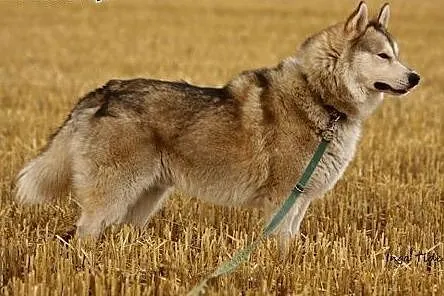 Belfer - przyjacielski husky czeka na adopcję,  ku