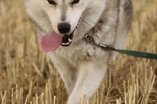 Belfer - przyjacielski husky czeka na adopcję,  ku