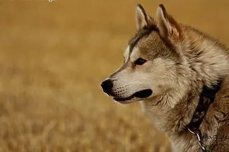Belfer - przyjacielski husky czeka na adopcję,  ku