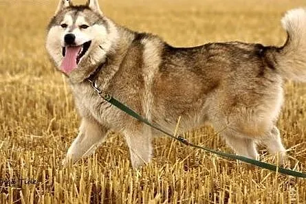 Belfer - przyjacielski husky czeka na adopcję,  ku