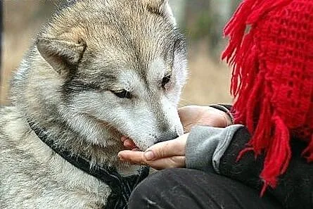 Belfer - przyjacielski husky czeka na adopcję,  ku
