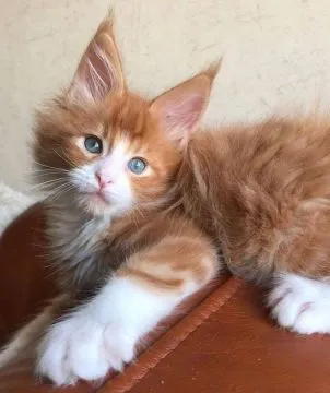 Urocze kocięta rasy Maine Coon dostępne na sprzedaż, Podkarpackie, Stalowa Wola