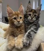 Urocze kocięta rasy Maine Coon dostępne na sprzedaż