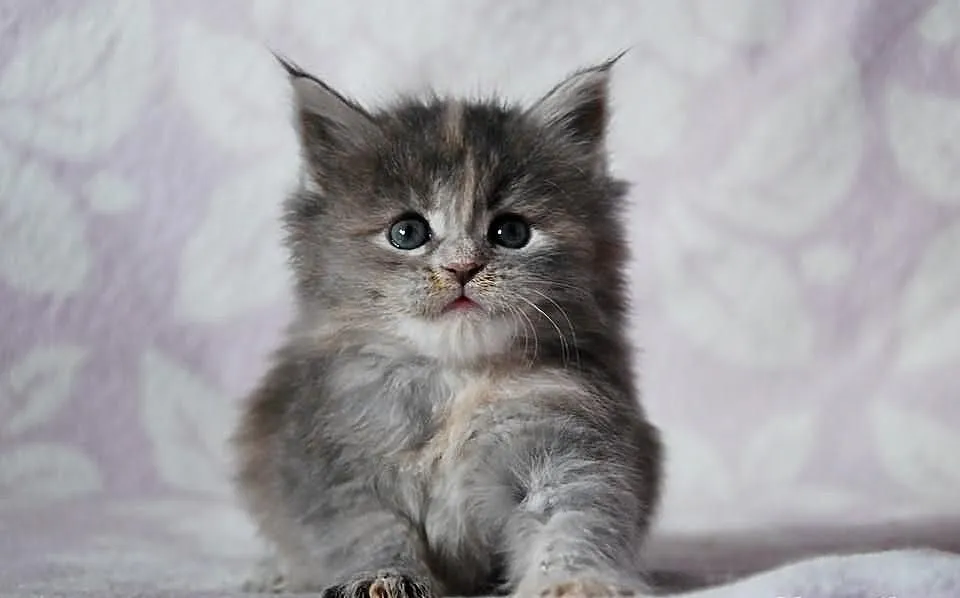 Śliczne kocięta Maine Coon
