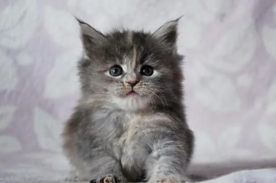 Śliczne kocięta Maine Coon
