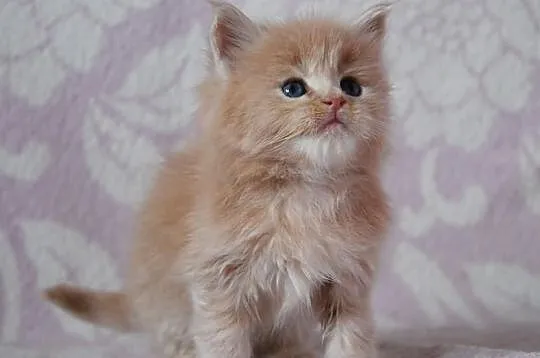 Śliczne kocięta Maine Coon