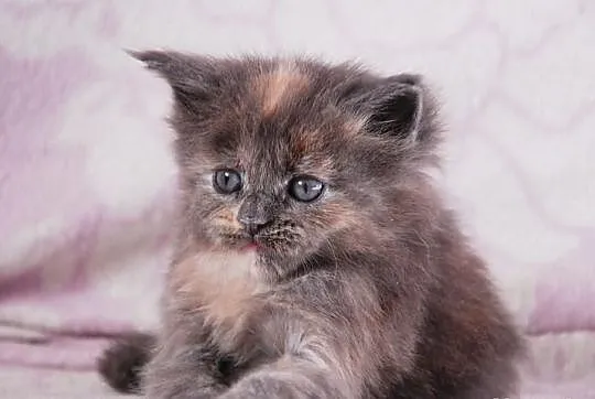 Śliczne kocięta Maine Coon
