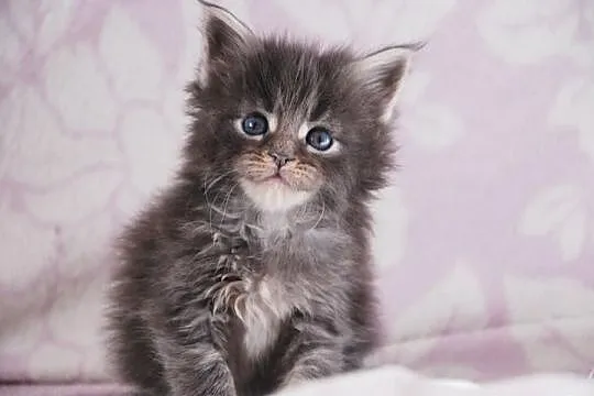 Śliczne kocięta Maine Coon