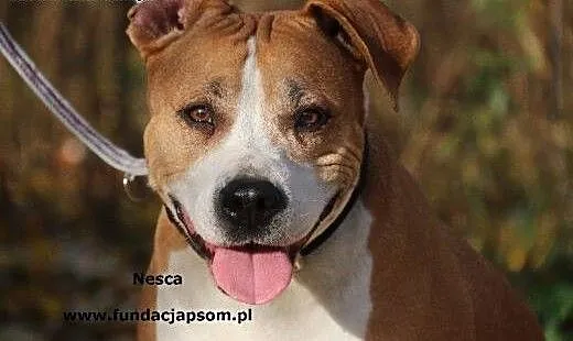 Nesca - niesamowita sunia, mazowieckie Nowy Dwór