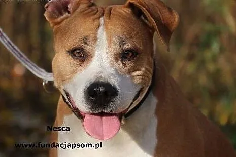 Nesca - niesamowita sunia,  mazowieckie Nowy Dwór 