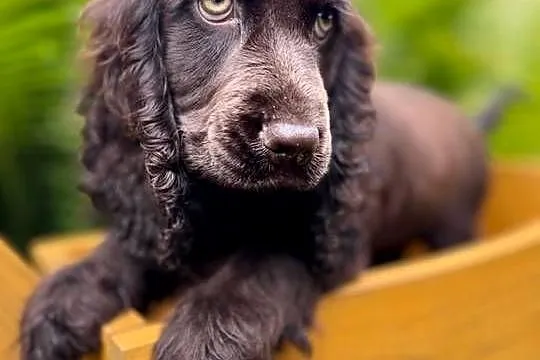 Śliczna czekoladowa suczka Cocker Spaniel Angielski
