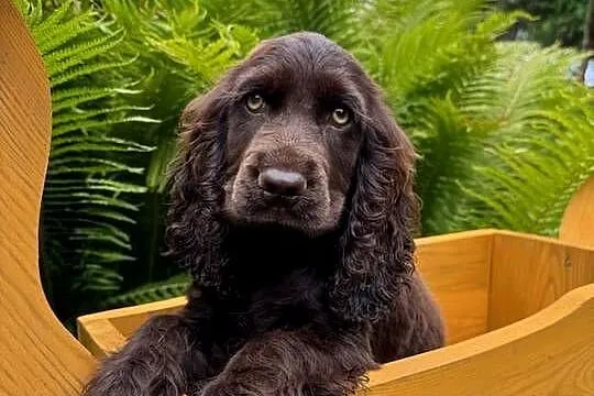 Śliczna czekoladowa suczka Cocker Spaniel Angielski, Małopolskie, Kraków