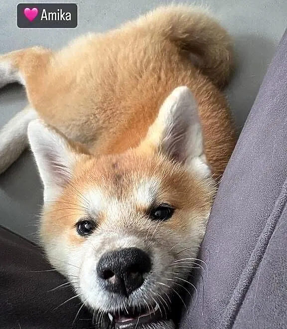 Amika - szczeniak cudowna czerwona suczka Akita Inu ZKwP FCI, Mazowieckie, Kuleszówka