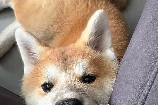 Amika - szczeniak cudowna czerwona suczka Akita Inu ZKwP FCI, Mazowieckie, Kuleszówka