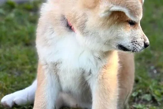 Amika - szczeniak cudowna czerwona suczka Akita Inu ZKwP FCI, Mazowieckie, Kuleszówka