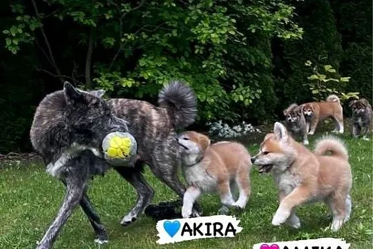 Amika - szczeniak cudowna czerwona suczka Akita Inu ZKwP FCI, Mazowieckie, Kuleszówka