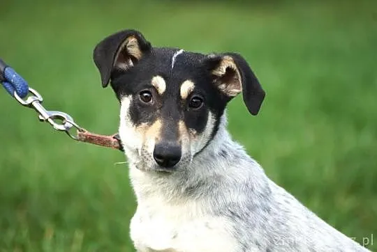 9 miesięczna Zosia, niewielka, cudowna sunia do adopcji