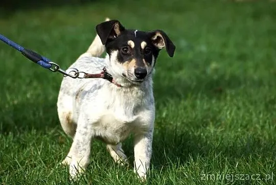 9 miesięczna Zosia, niewielka, cudowna sunia do ad