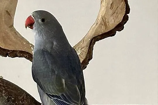 Aleksandretty Obrożne, Małopolskie, Luborzyca
