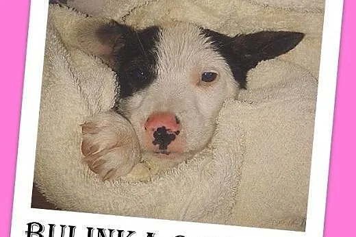 8 tyg.szczeniak,suczka średnia lub duża,szczepiona.ADOPCJA,  małopolskie Kraków