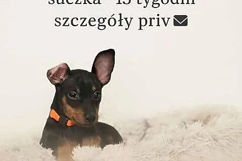 Pinczer miniaturowy ZKwP FCI – wesoła przebadana suczka