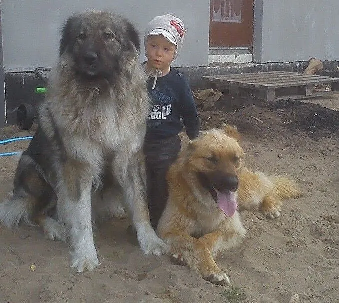 Młody, długowłosy pies szuka domu!!