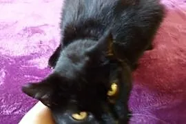 Czarna, sympatyczna, nieśmiała kotka szuka domu,  , Legnica