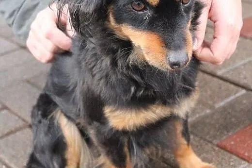 Daisy do adopcji  ,  dolnośląskie Wrocław