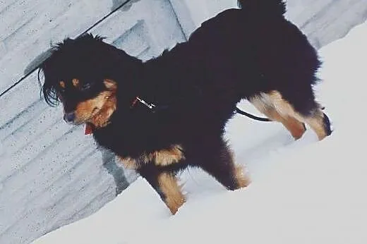 Daisy do adopcji  ,  dolnośląskie Wrocław
