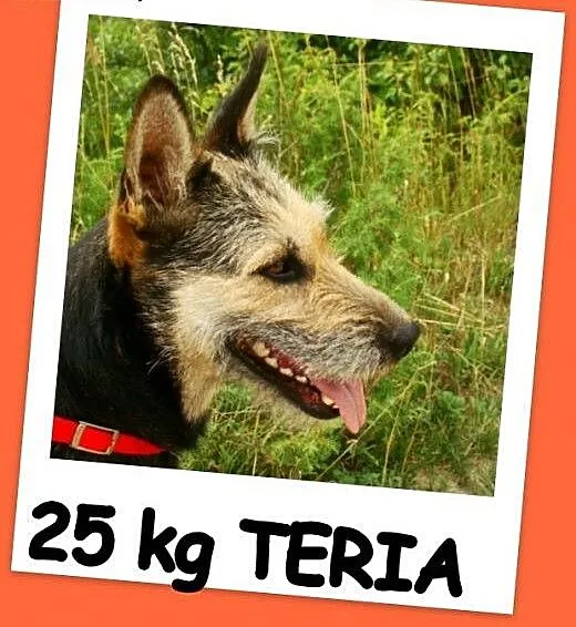 Terier mix, duża 25 kg suczka TERIA,spokojna,grzec