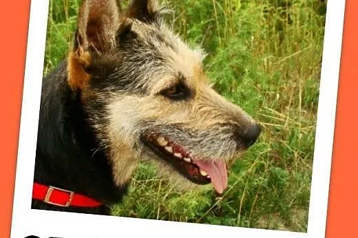 Terier mix, duża 25 kg suczka TERIA,spokojna,grzec
