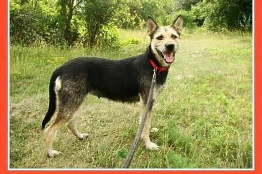 Terier mix, duża 25 kg suczka TERIA,spokojna,grzec