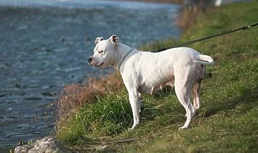 Amstaffka Luna szuka dobrego domu, Amstaff cała P