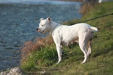 Amstaffka Luna szuka dobrego domu,  Amstaff cała P