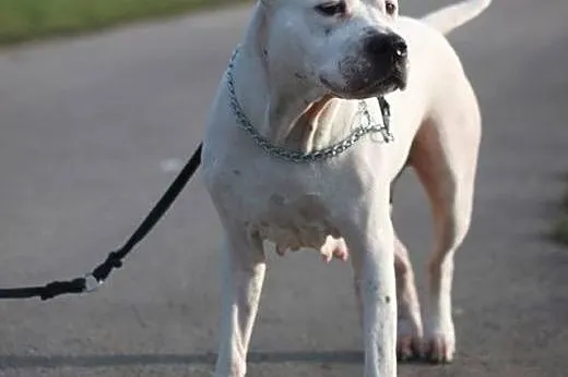 Amstaffka Luna szuka dobrego domu,  Amstaff cała P
