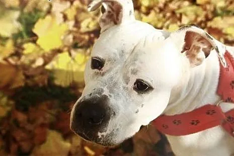 Amstaffka Luna szuka dobrego domu,  Amstaff cała P