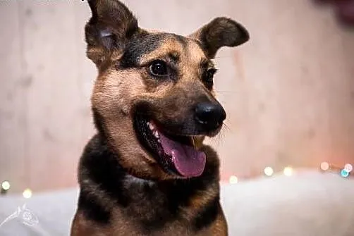 FILIP- młody, piękny, poleca się do adopcji!,  maz