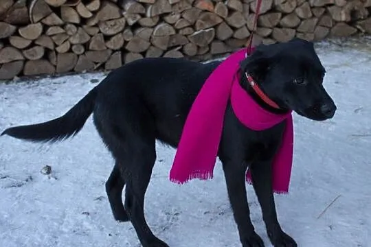 Urocza sunia szuka domu