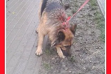Znaleziono sukę owczarka niemieckiego,okolice Buska Zdroju,  świętokrzyskie Kielce