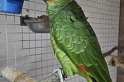 Papugi Amazonki, Dolnośląskie, Chocianów