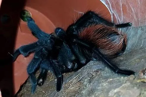Aphonopelma anax - dorosły świeży samiec