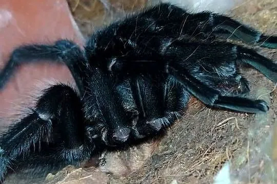 Aphonopelma anax - dorosły świeży samiec, Łódzkie, Dąbrowice