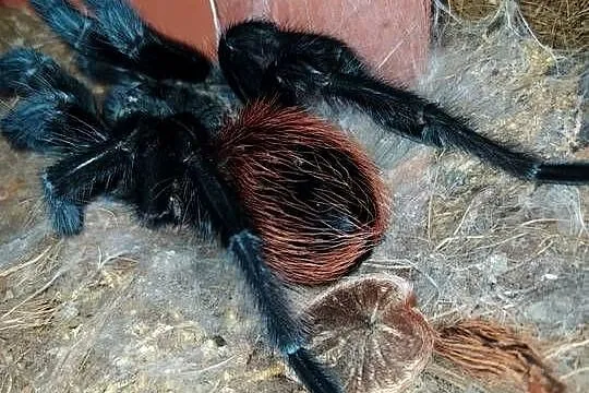 Aphonopelma anax - dorosły świeży samiec, Łódzkie, Dąbrowice